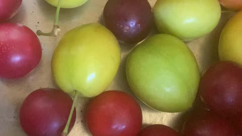Fruit Talk - WAR ! - The UK is funding and heling the War in Gaza with Germany France and USA.