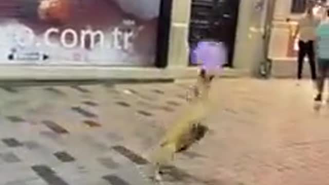 Doggo plays with a baloon out in the streets