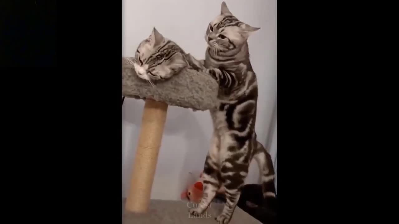 Funny cat videos 2021 🐱 | Compilation