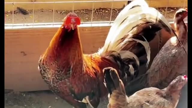 My chicken