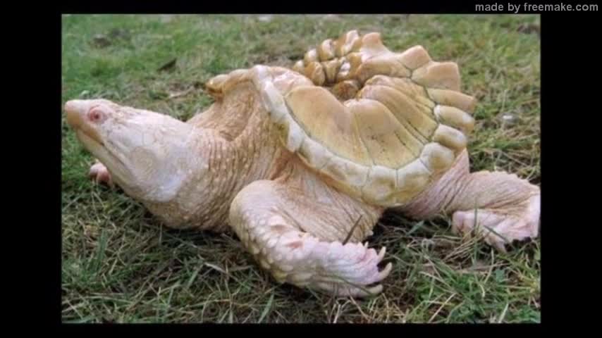 BEAUTIFUL ALBINO WILDLIFE