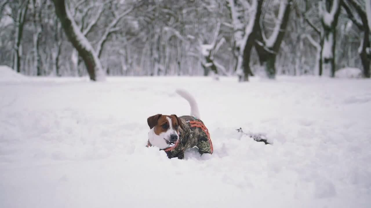 Jack Russell terrier dog playing in snow