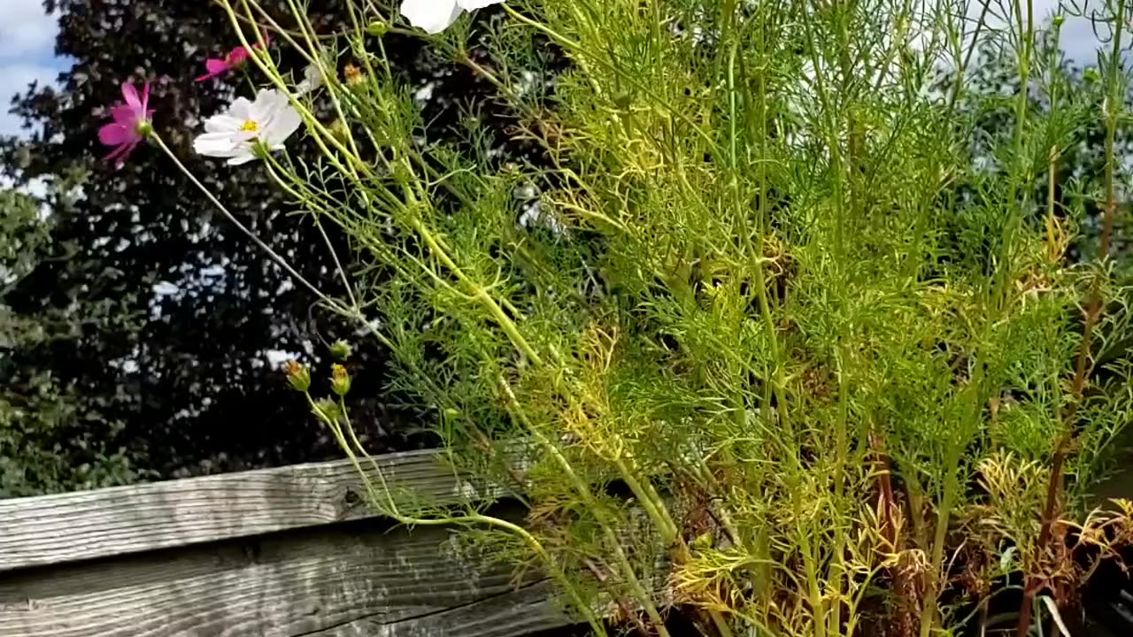 Summer garden flowers, Jasmine, Cosmos