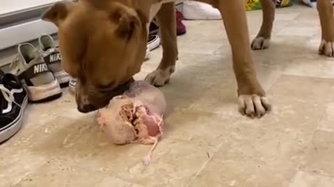 PITBULL Eats Whole Chicken ASMR Dog Eating