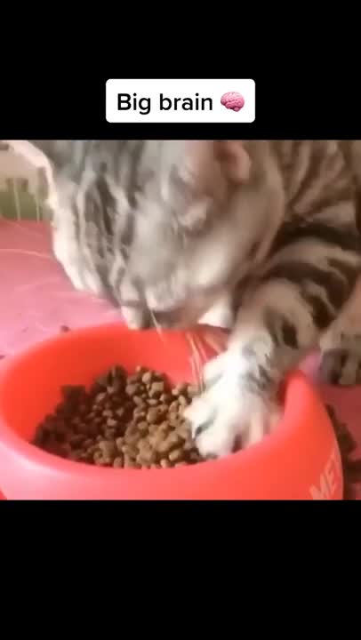 Cats and dogs _ cats meowing _ cats funny videos #shorts