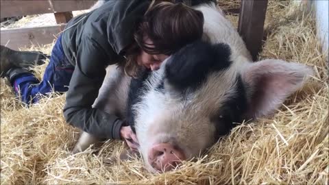 giant pig loves cuddling