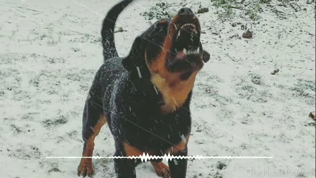 Dog Barking Sound | Dog Sound Effect _ by the mobile ringtone