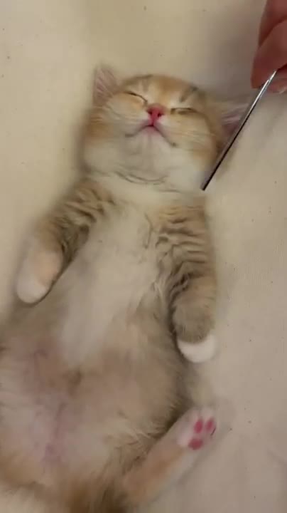 Funny Babies Laughing Hysterically at Cats Compilation (2022))