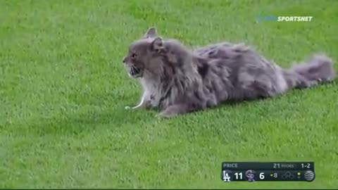 Cat Participates In a Ballgame