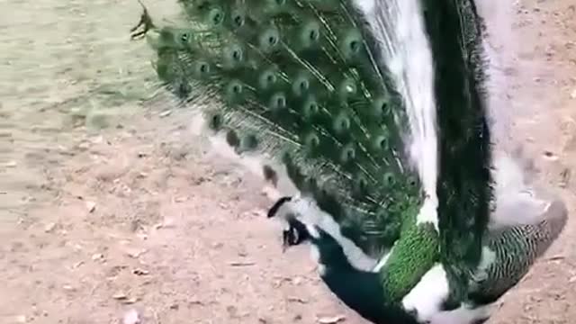 This peacock is very attractive, its color is very beautiful