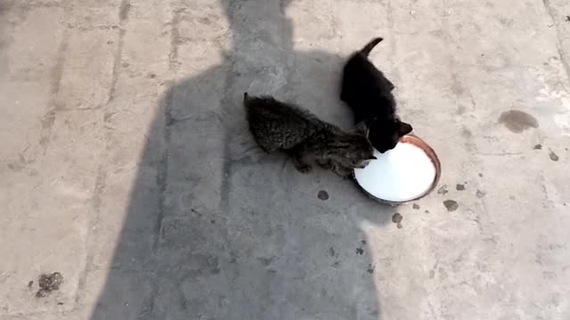 Beautiful baby Cats Milk breakfast