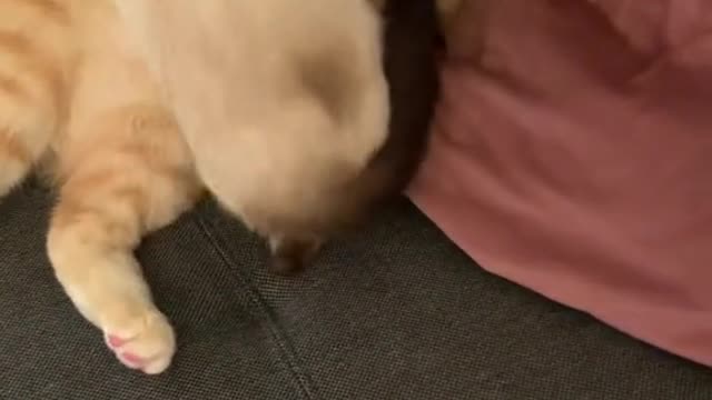 New funny cat
