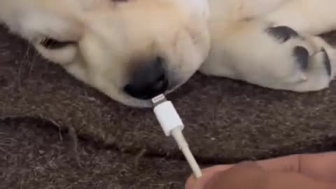 Funny Animal charging🤣🤣🤣🤣🤣