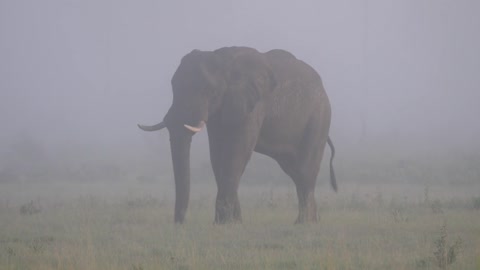 elephant grazing on a misty savannah