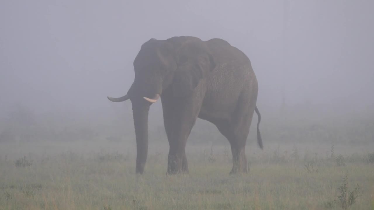 elephant grazing on a misty savannah