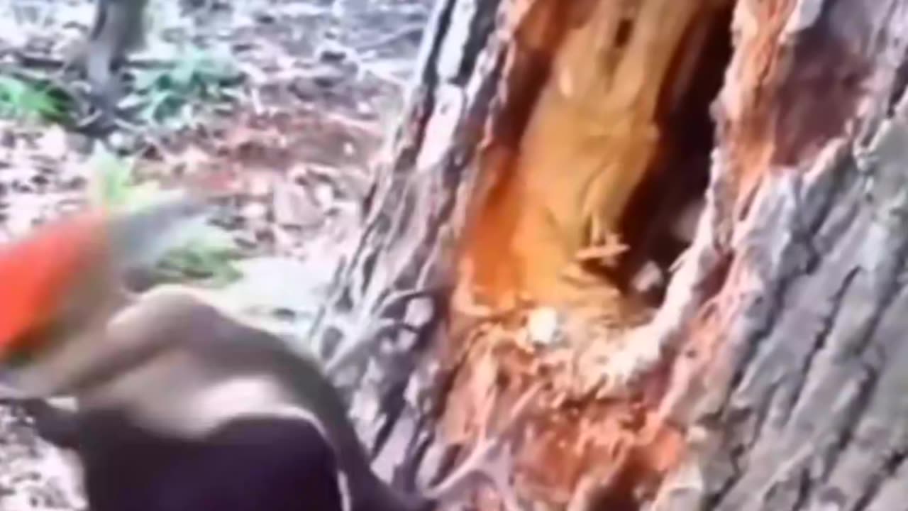 funny animal videos