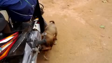 Lovely fighting between dog and chicken.