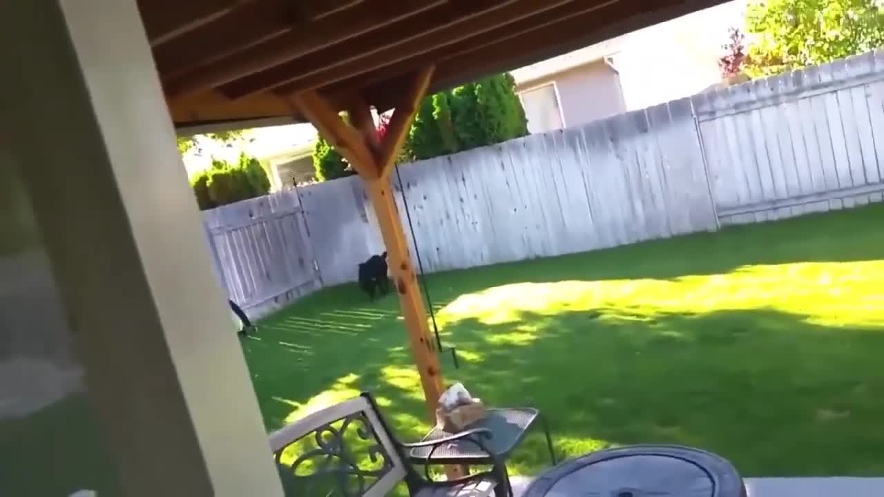 Funny Animal Fails Try Not To Laugh epic fails