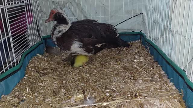 New Muscovy duck mom