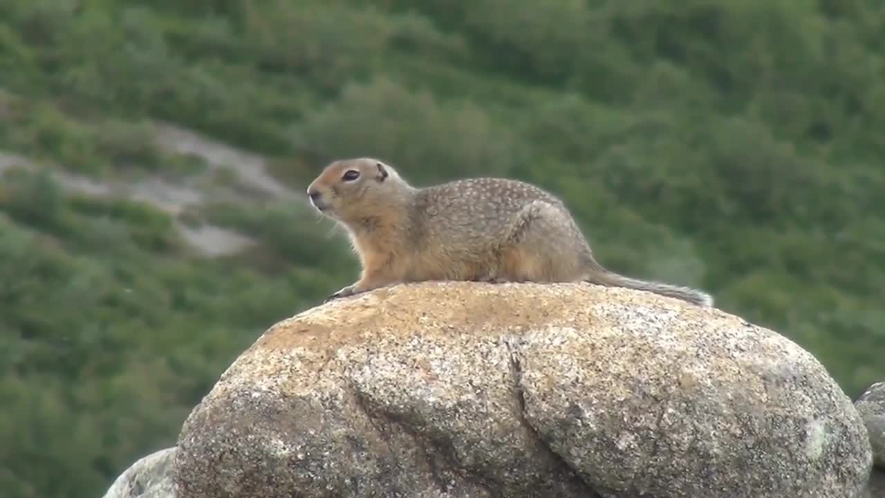 Wildlife Video | Animals Video | Best Animals compilation | Forest Animals Video | Wild Animals