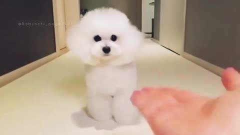 🐕Cute Dogs🐕