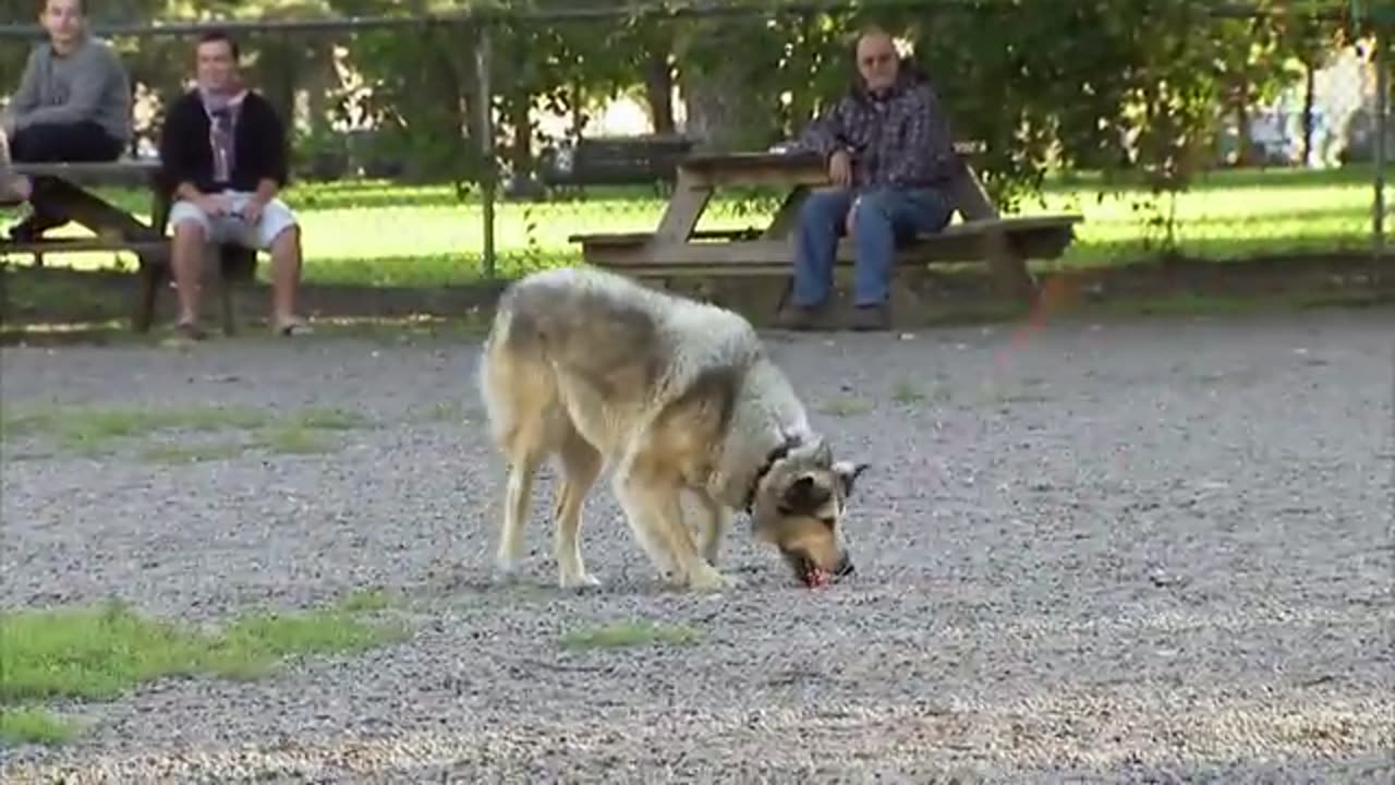 Funny video#2