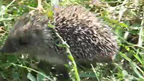 Corfu Hedgehog