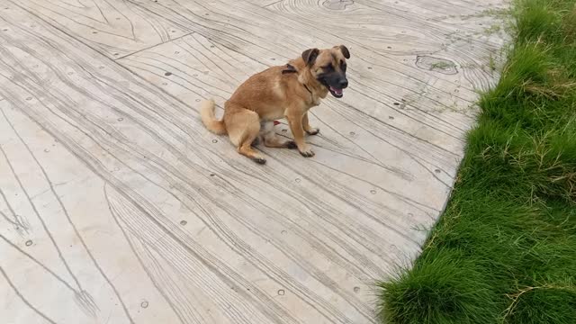 This puppy is helping its owner with the house.