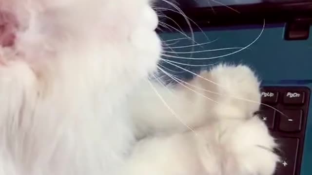 Cat video Playing Beautifull cat video Playing