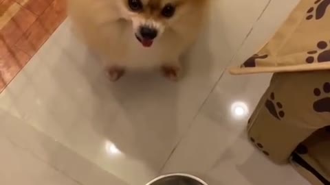 Reaction of the little pomeranian when it gets a little food