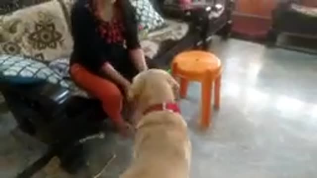 Dog training Video