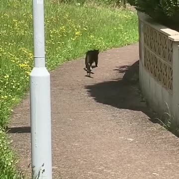 Cat has a conversation with a Magpie #hilarious