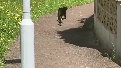 Cat has a conversation with a Magpie #hilarious