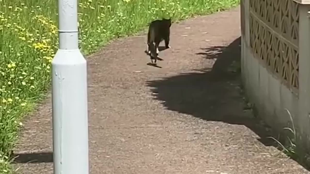 Cat has a conversation with a Magpie #hilarious