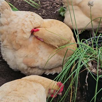 OMC! Three thankful little chickens & their flock need you all 2 like, share & subscribe! 🐔🐔🐔#shorts