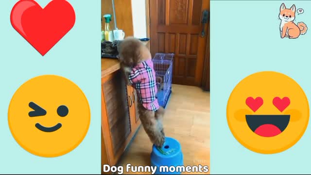 full enjoy funny dogs 🤣 cute puppies funny moments || funny animals |funny dogs #lovelyanimal