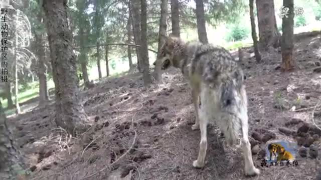 Great Wolfdog