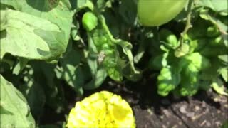 Rumble in the Jungle ! "Tomato Hornworm vs Braconid Wasp"