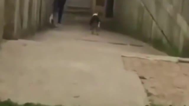 Funniest DOG Videos Ever!! 🐶 Funny Dog Fails 2022!! 🐶 Try Not To laugh!