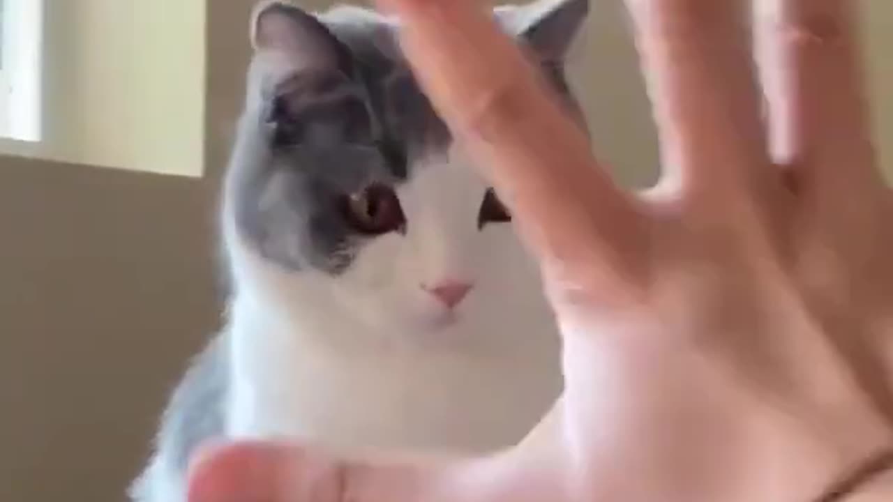 Funny cat video