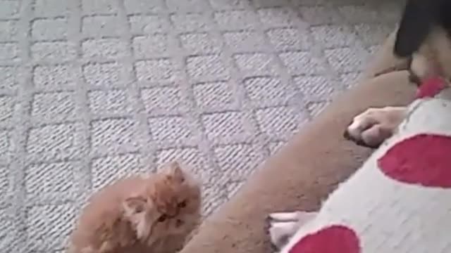 Collab copyright protection - dog bed playing cat push fail