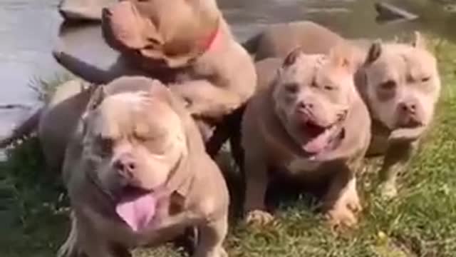 Funny 🐶 dog video