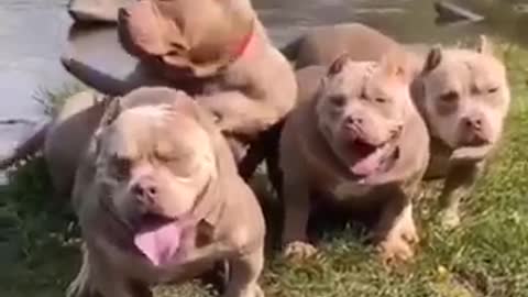 Funny 🐶 dog video