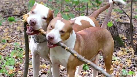 Dogs playing in the forest eating that tree