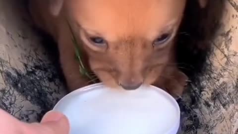 可憐的狗狗