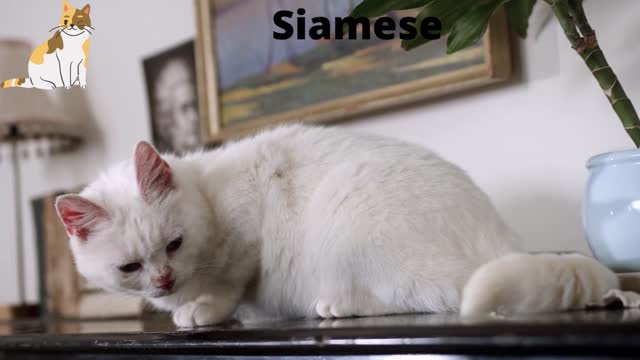 Siamese 2022| #FunnyCo| Funny Animal