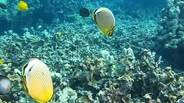 underwater#lookforthepositive