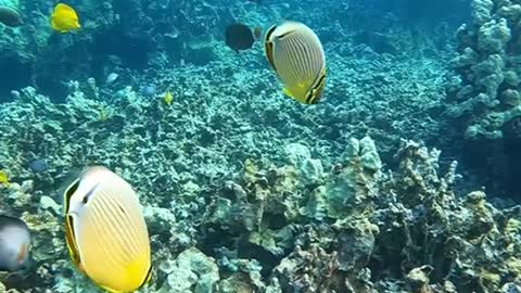 underwater#lookforthepositive
