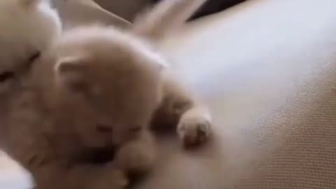OMG 😱 cute cat 😱😘😘