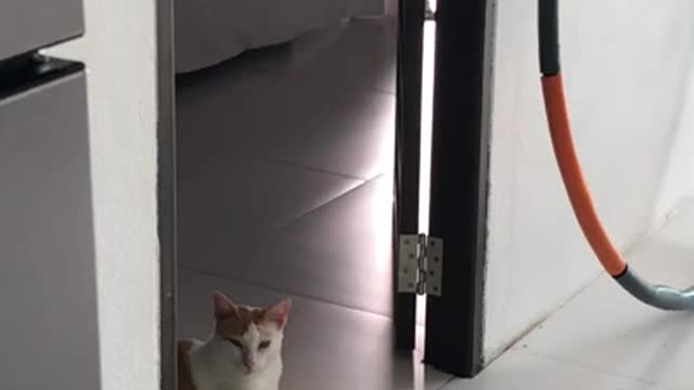 Cute and Funny Cat Videos Compilation - Best Of The 2021 Funny Animal Videos